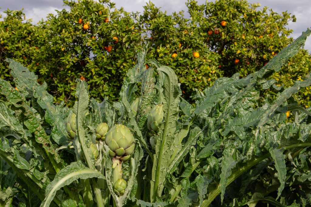 Campos con naranjos y alcachofas en cantillana
