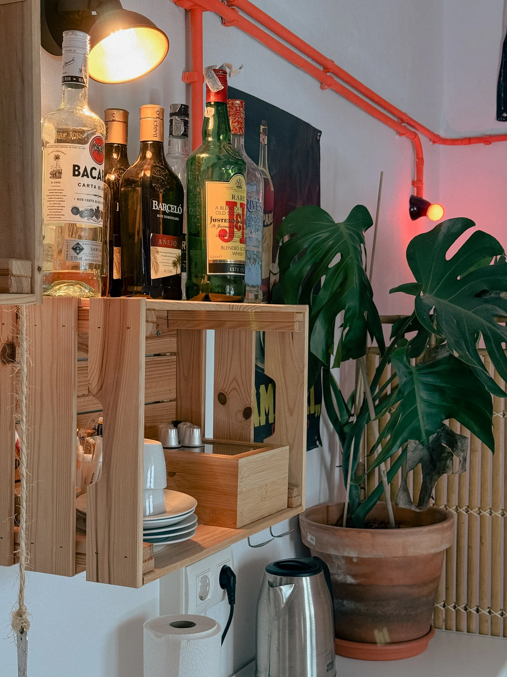 Botellas de alcohol y planta