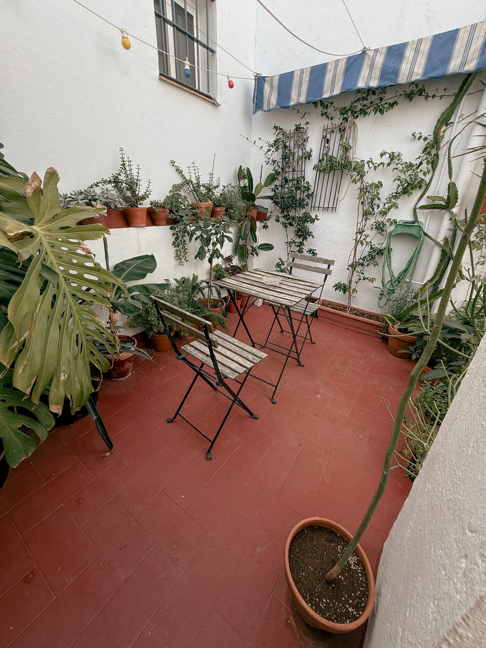Terraza con plantas y mesa