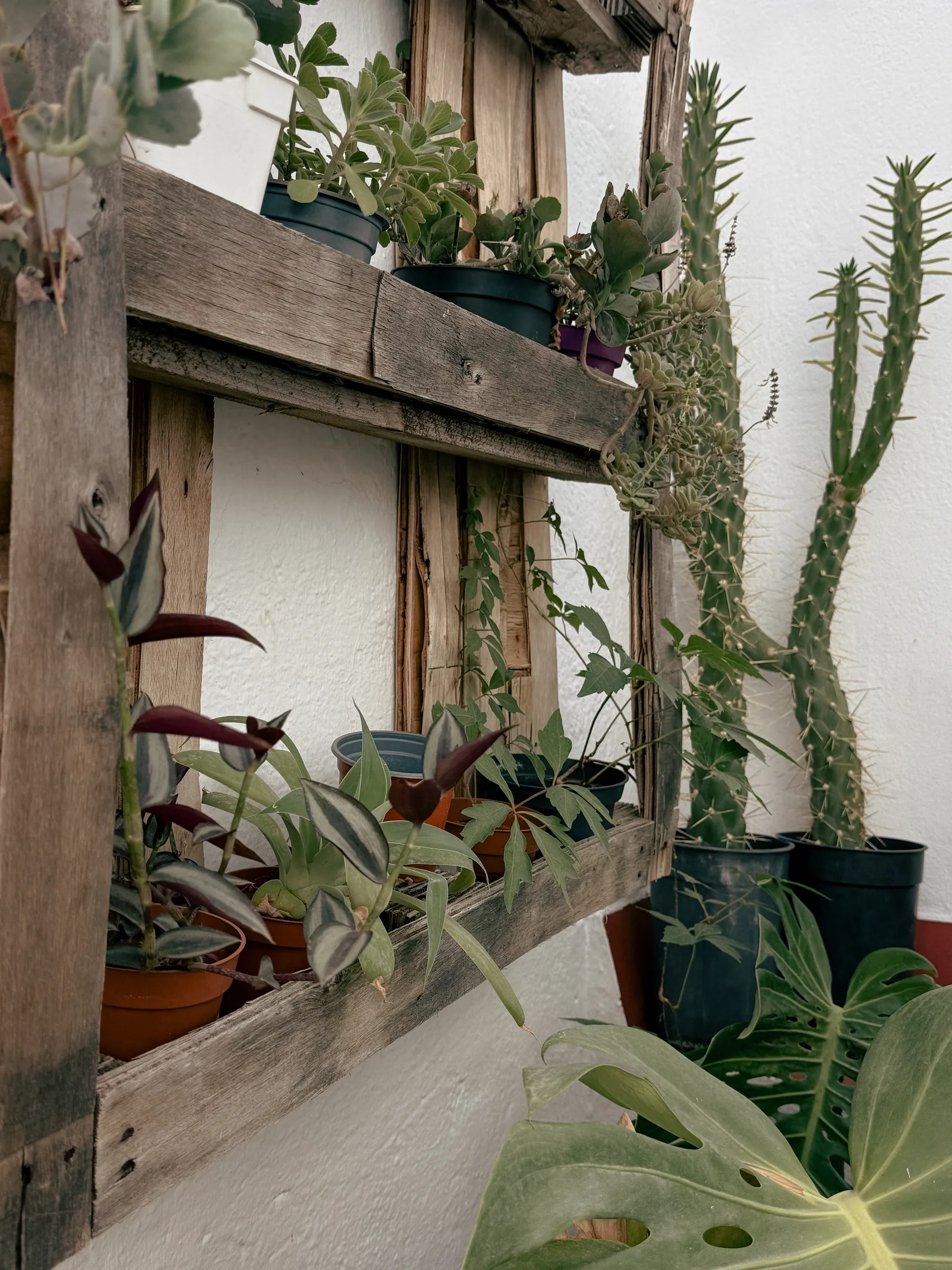 Plantas en palet